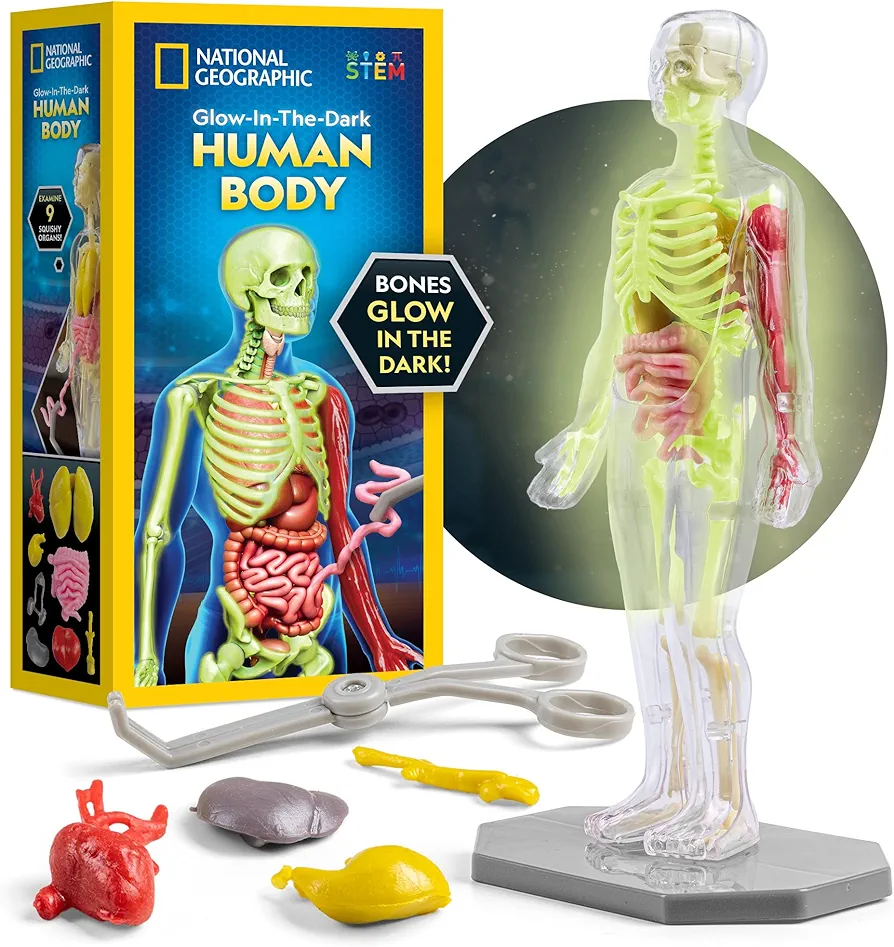 National Geographic Human Body Model for Kids That Glows in The Dark - 32-Piece Interactive Anatomy Model with Bones, Organs, Muscles, Stand, Forceps & ID Chart, Anatomy and Physiology Study Tools